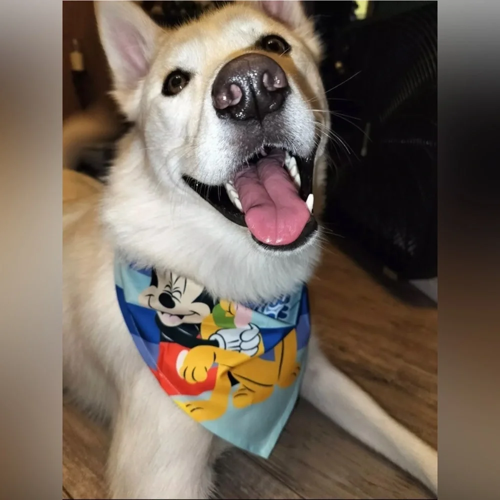 Disney Mickey Mouse and Pluto Dog Bandana Medium/Large TRUE FRIENDS NEW SEALED